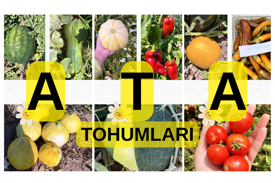 ATA TOHUMLARI