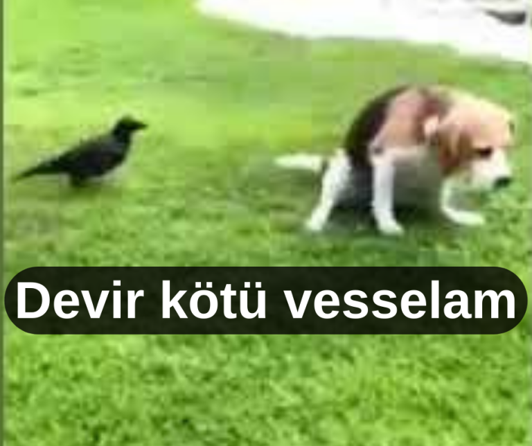Faize Helal Diyen Ahmet Davutoğlu