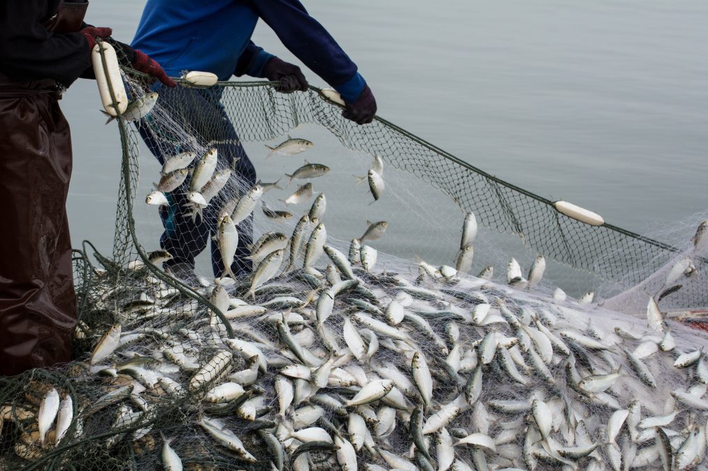 On the fisherman boat,Catching many fish at mouth of Bangpakong