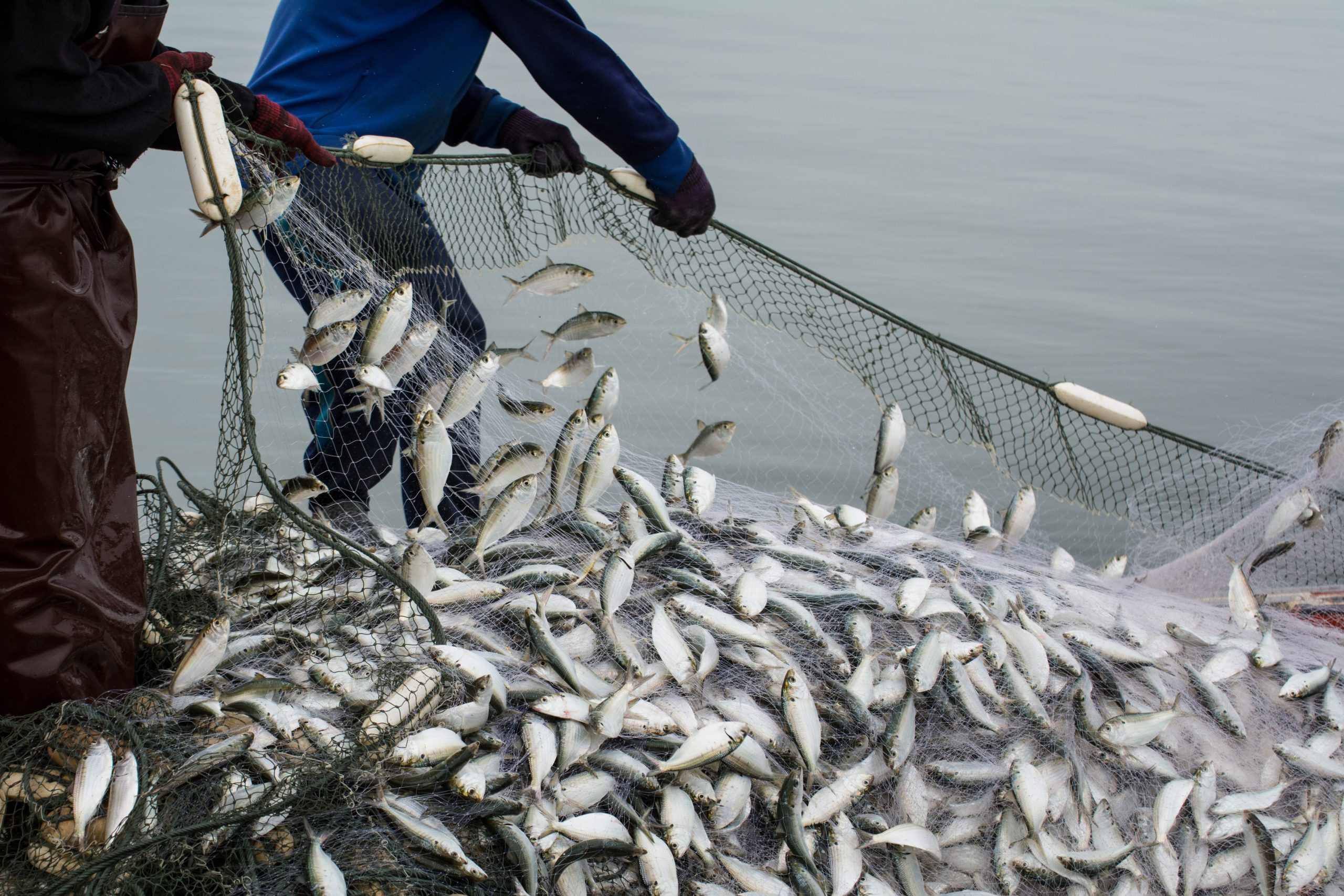 On the fisherman boat,Catching many fish at mouth of Bangpakong