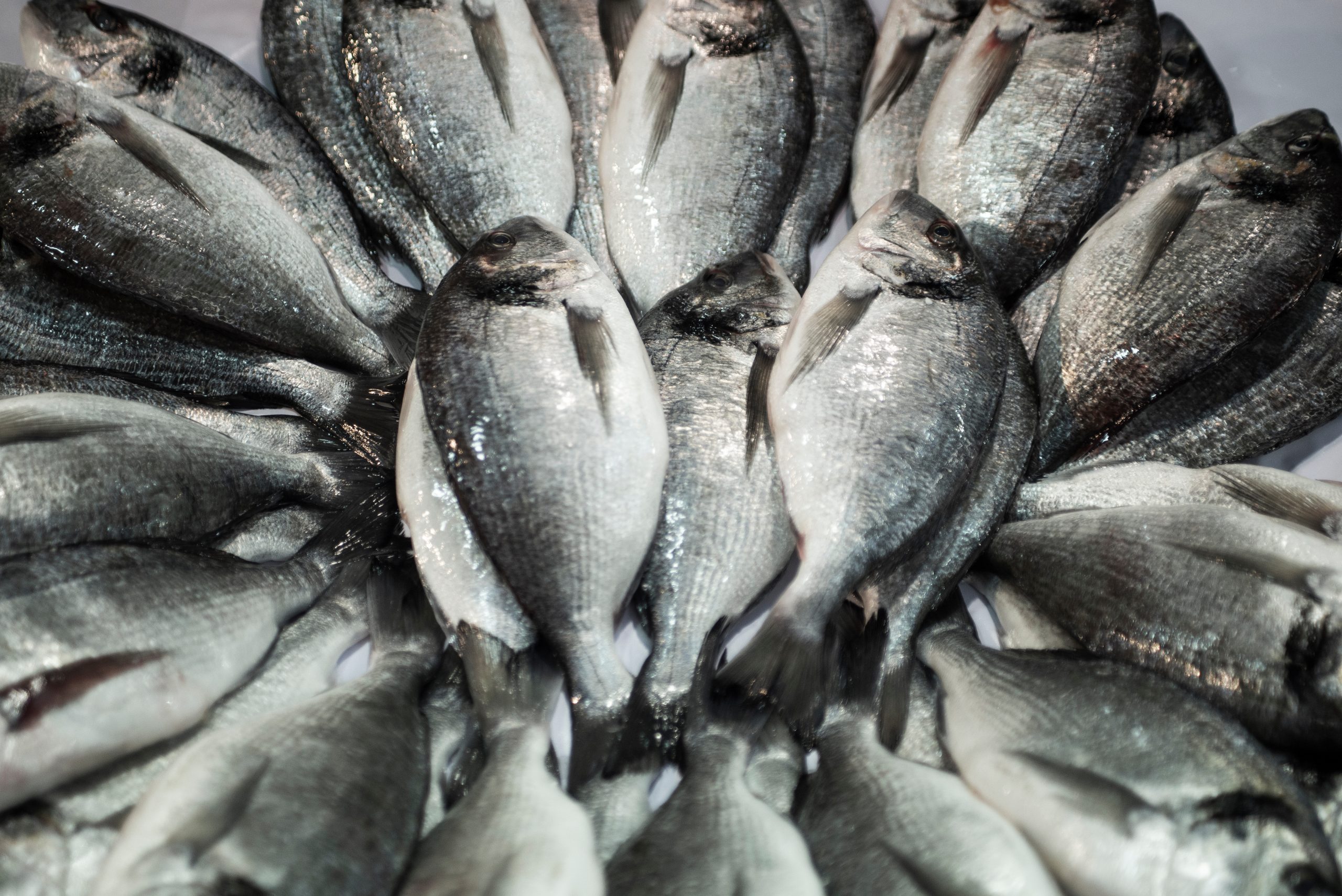 Gilt head bream fishes on the counter at fish market