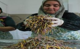 Ayvalık Belediyesi Kooperatifi’nden Sofralara Kadın Emeği