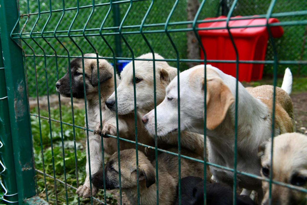 1-4-2 Altıeylül’de 228 köpek sahiplendirme bekliyor