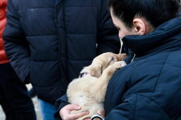 1-7-2-360x240 Altıeylül’de 228 köpek sahiplendirme bekliyor