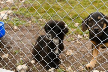 1-9-1-360x240 Altıeylül’de 228 köpek sahiplendirme bekliyor