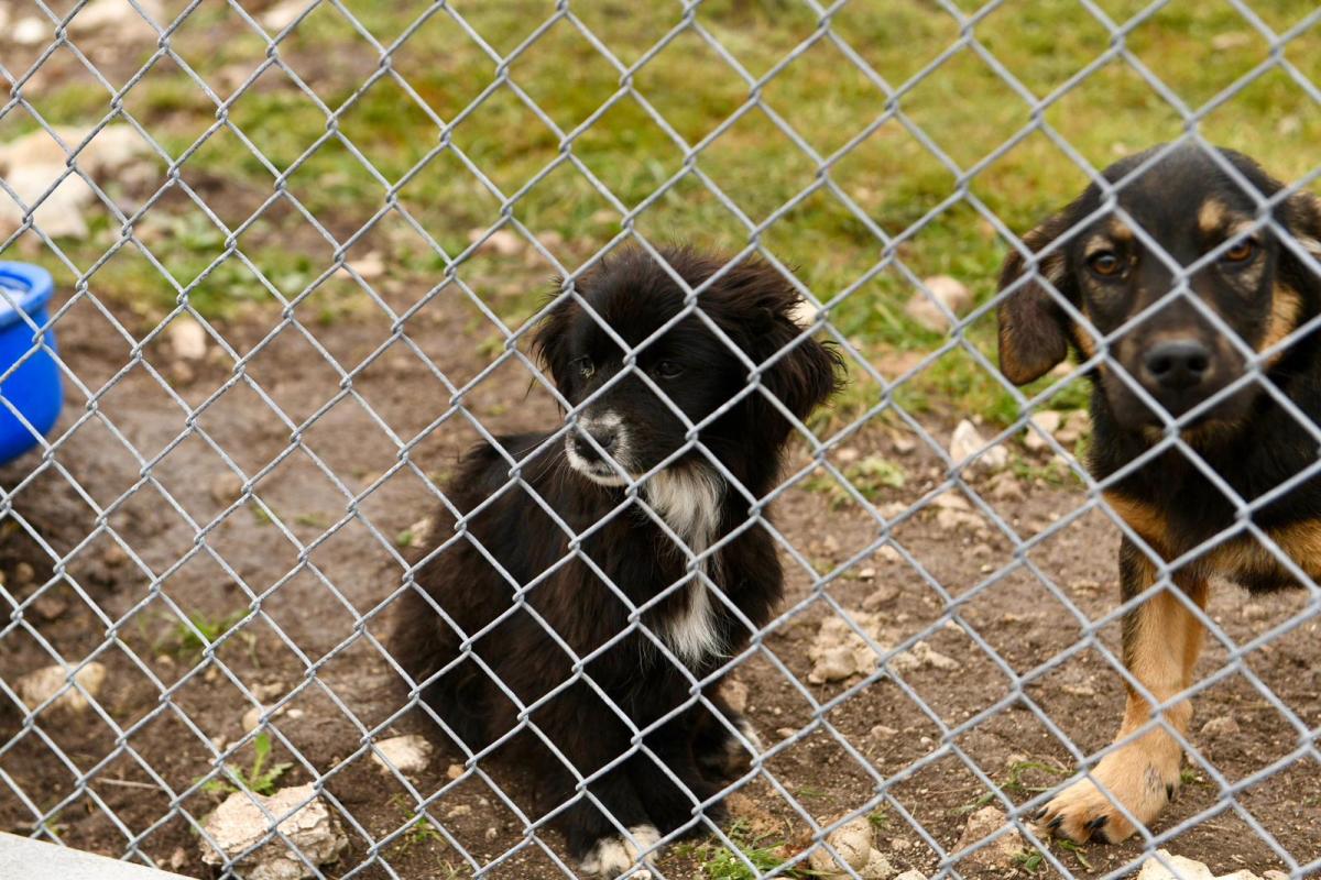 1-9-1 Altıeylül’de 228 köpek sahiplendirme bekliyor