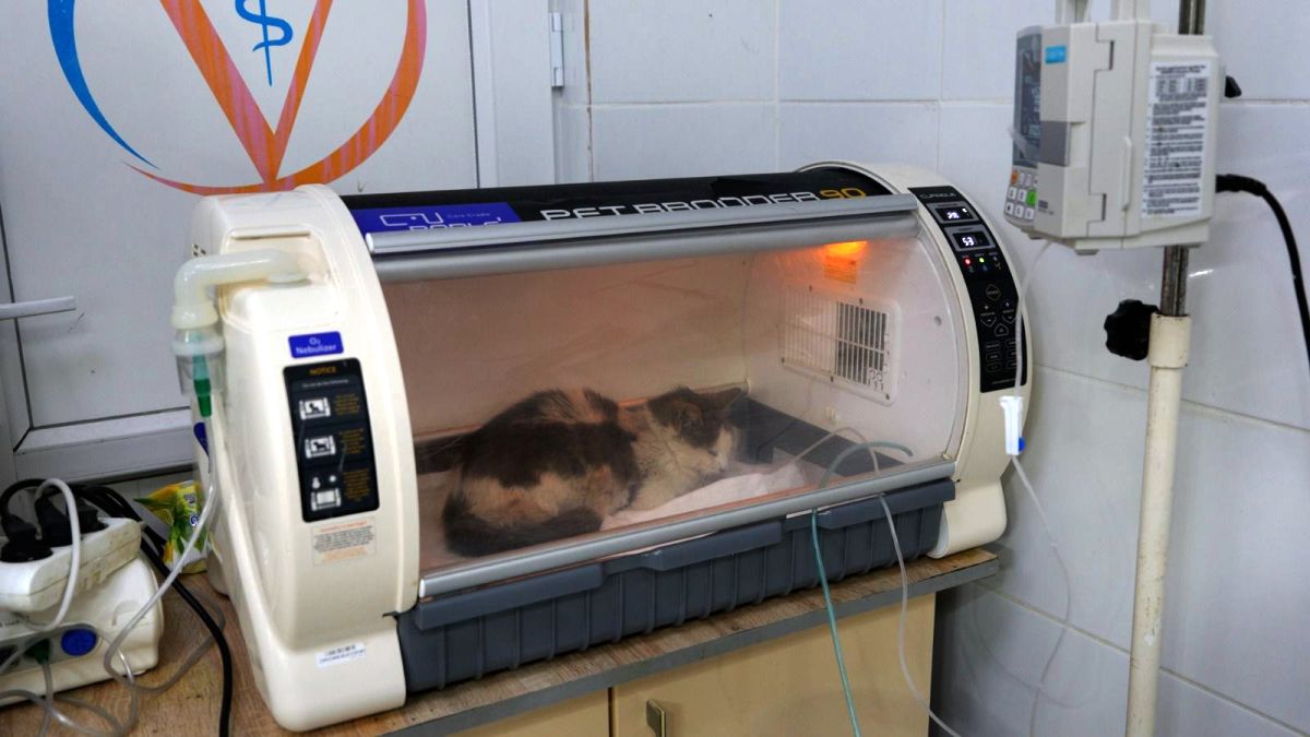 CAN-DOSTLAR-1 Burhaniye Belediyesi Can Dostlarını Sıcak Yuvalarla Buluşturuyor