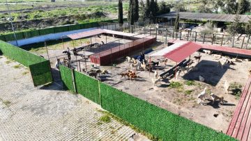 CAN-DOSTLAR-10-360x203 Burhaniye Belediyesi Can Dostlarını Sıcak Yuvalarla Buluşturuyor