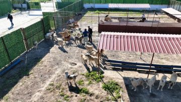 CAN-DOSTLAR-11-360x203 Burhaniye Belediyesi Can Dostlarını Sıcak Yuvalarla Buluşturuyor