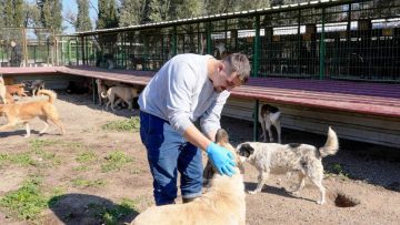 CAN-DOSTLAR-12-360x203 Burhaniye Belediyesi Can Dostlarını Sıcak Yuvalarla Buluşturuyor