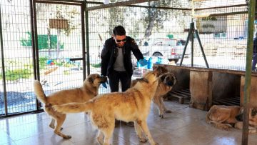CAN-DOSTLAR-14-360x203 Burhaniye Belediyesi Can Dostlarını Sıcak Yuvalarla Buluşturuyor