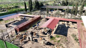 CAN-DOSTLAR-15-360x203 Burhaniye Belediyesi Can Dostlarını Sıcak Yuvalarla Buluşturuyor