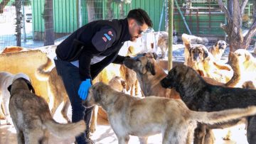CAN-DOSTLAR-3-360x203 Burhaniye Belediyesi Can Dostlarını Sıcak Yuvalarla Buluşturuyor