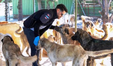 Burhaniye Belediyesi Can Dostlarını Sıcak Yuvalarla Buluşturuyor