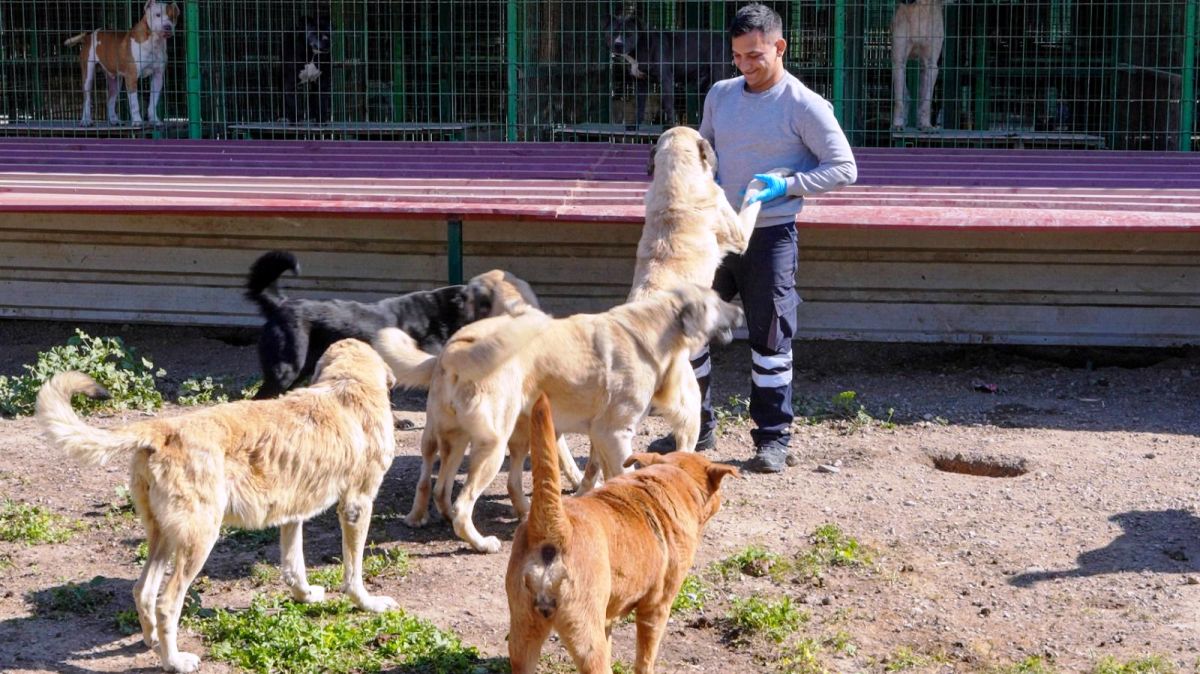 CAN-DOSTLAR-4 Burhaniye Belediyesi Can Dostlarını Sıcak Yuvalarla Buluşturuyor