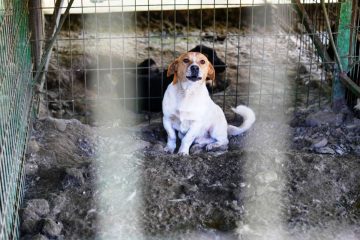 CAN-DOSTLAR-6-360x240 Burhaniye Belediyesi Can Dostlarını Sıcak Yuvalarla Buluşturuyor