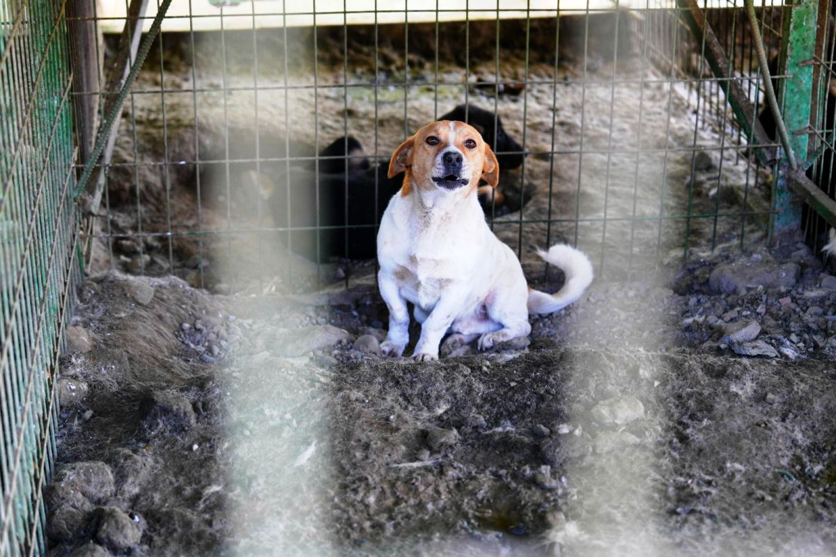 CAN-DOSTLAR-6 Burhaniye Belediyesi Can Dostlarını Sıcak Yuvalarla Buluşturuyor