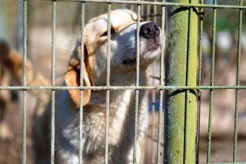 CAN-DOSTLAR-7-360x240 Burhaniye Belediyesi Can Dostlarını Sıcak Yuvalarla Buluşturuyor