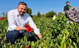 Balıkesir çiftçisine müjde: 867 Milyon TL hesaplara yatıyor