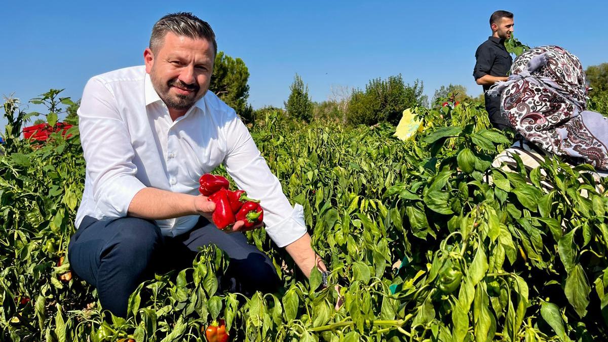 Balıkesir çiftçisine müjde: 867 Milyon TL hesaplara yatıyor
