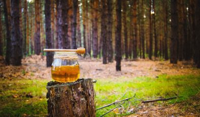 Türk Çam Balı Premium Lige Yükseliyor: 24 Aylık Ar-Ge Hamlesi Başlıyor