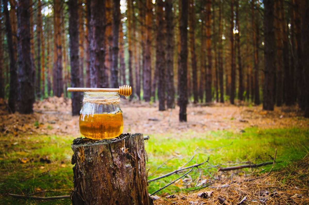 bal-3 Türk Çam Balı Premium Lige Yükseliyor: 24 Aylık Ar-Ge Hamlesi Başlıyor