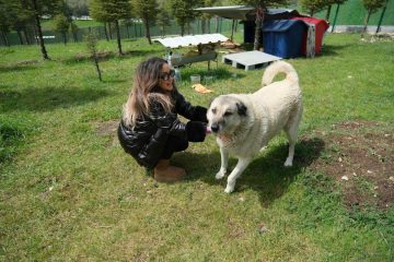 1-1-1-360x240 Altıeylül hayvan barınağına 2 ton mama desteği