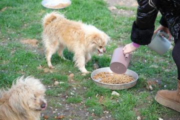 1-4-360x240 Altıeylül hayvan barınağına 2 ton mama desteği