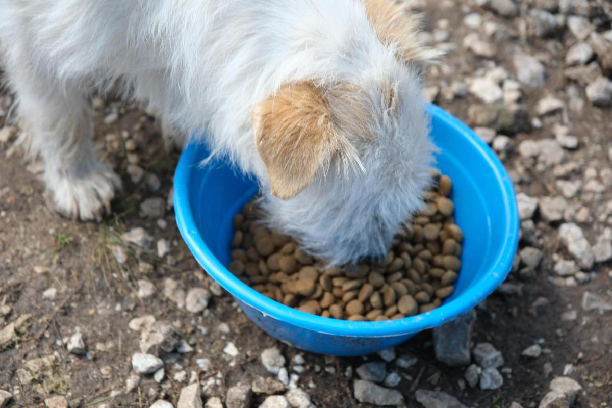 1-5 Altıeylül hayvan barınağına 2 ton mama desteği