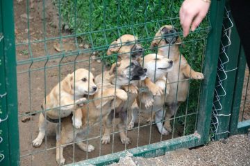 1-7-360x240 Altıeylül hayvan barınağına 2 ton mama desteği