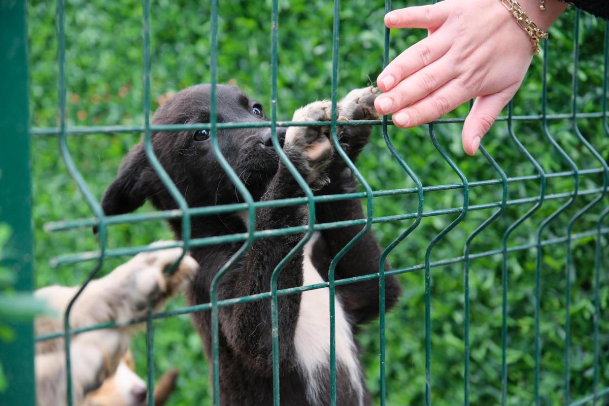 1-8 Altıeylül hayvan barınağına 2 ton mama desteği