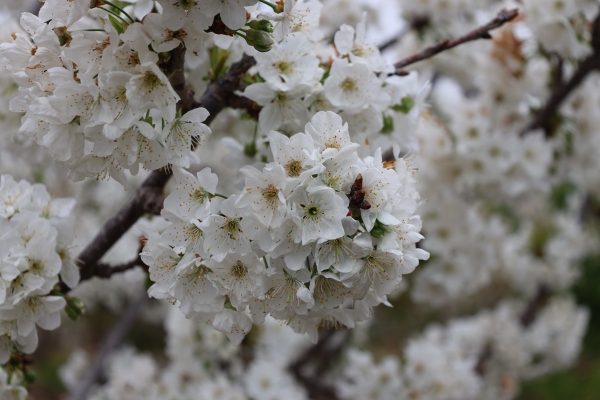 Kiraz-Hasadi-Manisa-1-600x400 Son Dakika: 200 Milyon Dolarlık Hedef: Kiraz Hasadı Manisa’da Başladı