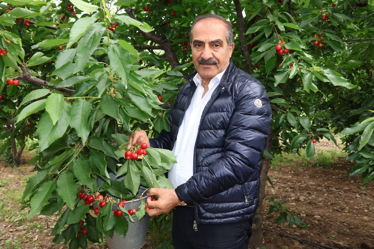 Kiraz-Hasadi-Manisa-1 Son Dakika: 200 Milyon Dolarlık Hedef: Kiraz Hasadı Manisa’da Başladı