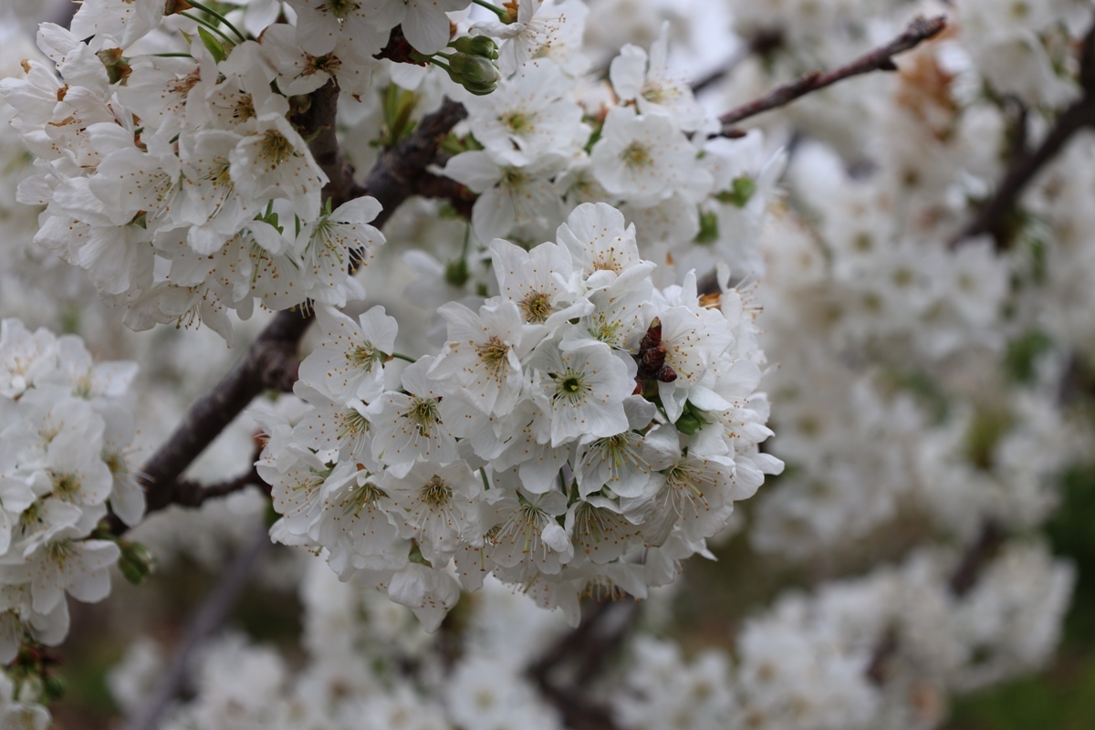 Kiraz-Hasadi-Manisa-1 Son Dakika: 200 Milyon Dolarlık Hedef: Kiraz Hasadı Manisa’da Başladı