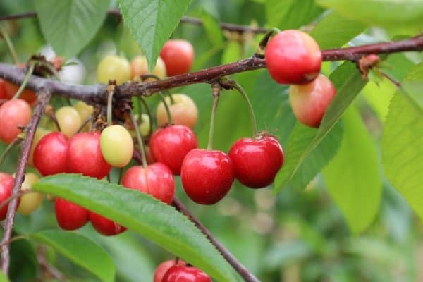 Kiraz-Hasadi-Manisa-2-600x400 Son Dakika: 200 Milyon Dolarlık Hedef: Kiraz Hasadı Manisa’da Başladı