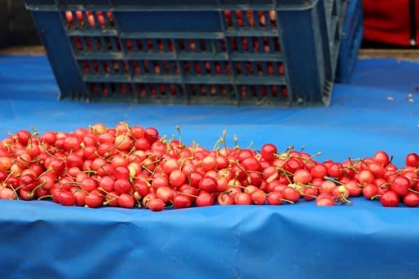 Kiraz-Hasadi-Manisa-5-600x400 Son Dakika: 200 Milyon Dolarlık Hedef: Kiraz Hasadı Manisa’da Başladı