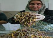 Ayvalık Belediyesi Kooperatifi’nden Sofralara Kadın Emeği